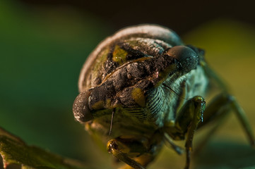 Cicada