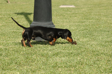 Kaninchen dachshund black smooth haired walking through the park smelling stool