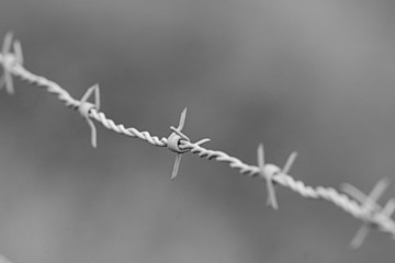 Barbed wire
