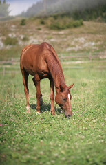 artistic picture of a horse on meadow with selective focus