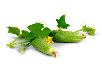cucumber with leaf