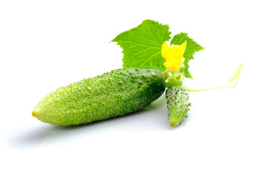 cucumber with leaf