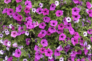 Pétunias rose fushia