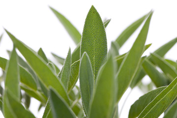 Salbei (Salvia officinalis) - Blätter vor weißem Hintergrund