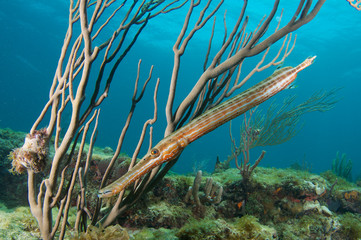 Trumpetfish-Aulostomus maculatus