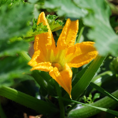 fleur de courgette