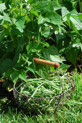 panier de haricots verts