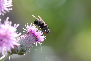 Fly on Flower