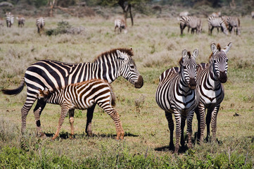 Fototapeta na wymiar Feeding of a foal of a zebra.