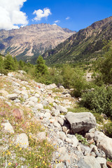 Swiss Alps in the Summer