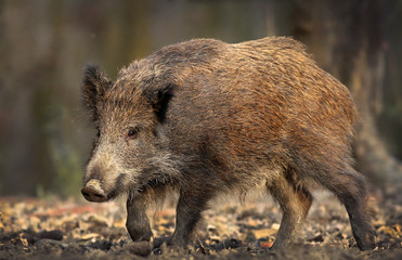 Naklejka na ściany i meble Sus scrofa ferus