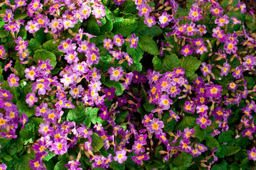 Fototapeta premium violet flowers
