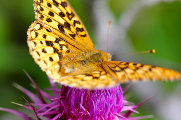 Beautiful monarch butterfly