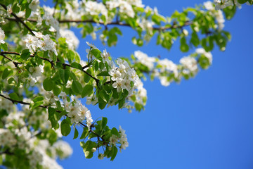 Branches of a blossoming apple-tree against the blue sky