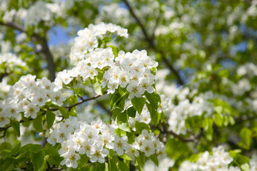 Branches of a blossoming apple-tree against the blue sky