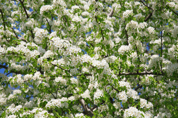 Branches of a blossoming apple-tree against the blue sky