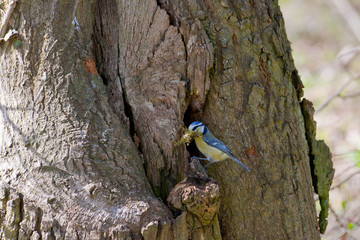 Mésange construisant son nid