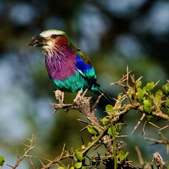 Lilac-breasted Roller with extraction.