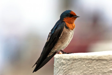 Portrait of swallow