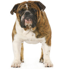 Obraz premium english bulldog