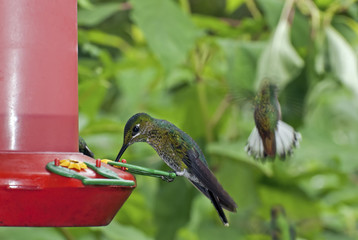 Hummingbird perched on a feeder