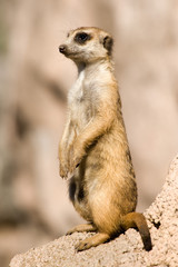 Fototapeta premium Suricate or meerkat standing in alert position.