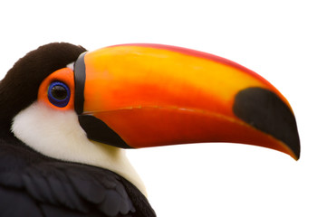 Naklejka premium Toco Toucan closeup isolated on white