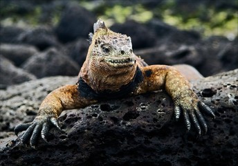 The marine  iguana poses. 2