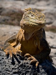 The iguana on a lava