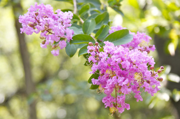 サルスベリの花
