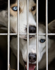 Photo of a Husky dogs watching through the cage door