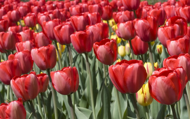 Tulips at the Tulip Festival in Ottawa-Gatineau