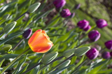Tulip at the Tulip Festival in Ottawa-Gatineau
