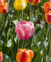Tulips at the Tulip Festival in Ottawa-Gatineau