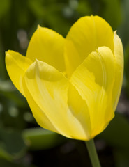 Tulip at the Tulip Festival in Ottawa-Gatineau