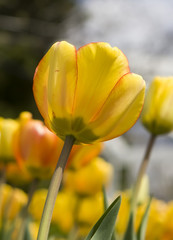 Tulips at the Tulip Festival in Ottawa-Gatineau
