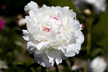 White peony in the Royal Botanical Gardens, ON, Canada