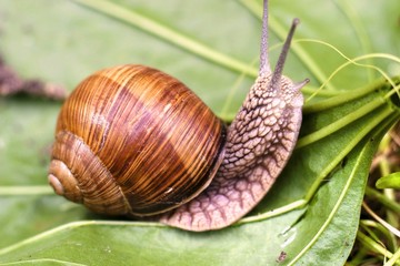 snail