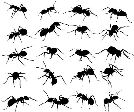 twenty ant silhouettes