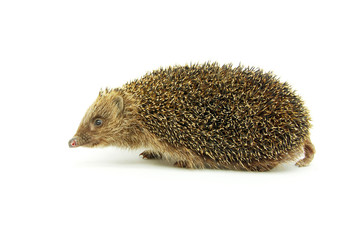 hedgehog © Pakhnyushchyy