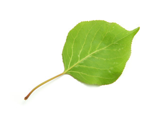 leaf