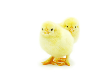 chicken