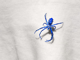 Blue Spider sits on the fabric in sunlight. Processed in editor