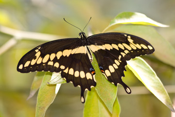 Naklejka premium Giant Swallowtail - Heraclides cresphontes