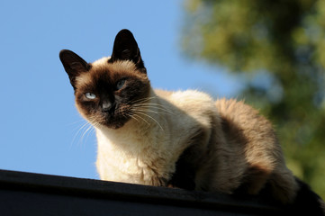 Katze auf dem Dach