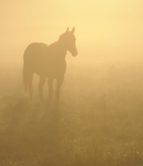 Obraz na płótnie Canvas Koń Fog