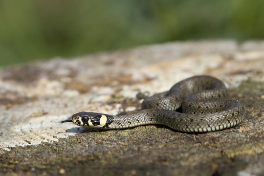 Ringelnatter (Natrix natrix)