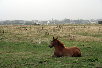 cheval triste