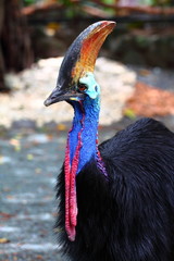 Philippines  Manila Zoo