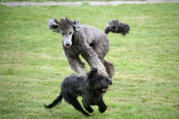 Grauer K&ouml;nigspudel